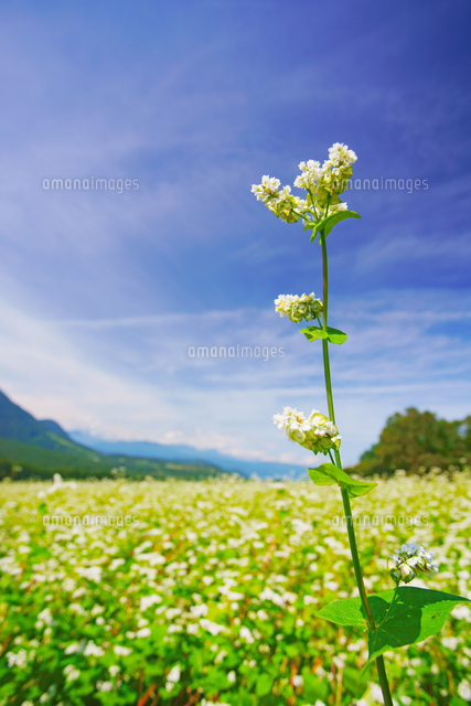 蕎麦の花のアップ の写真素材 イラスト素材 アマナイメージズ
