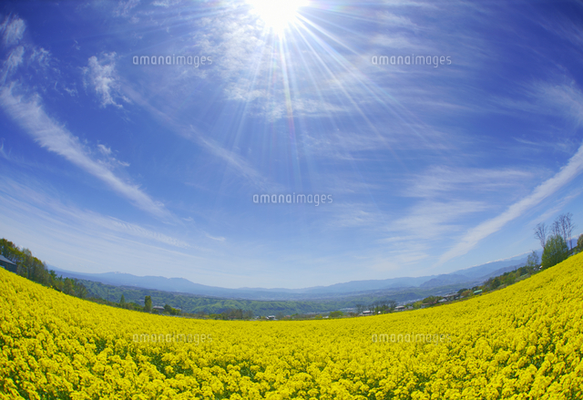 滋野甲の菜の花畑と八ヶ岳などの山並み の写真素材 イラスト素材 アマナイメージズ