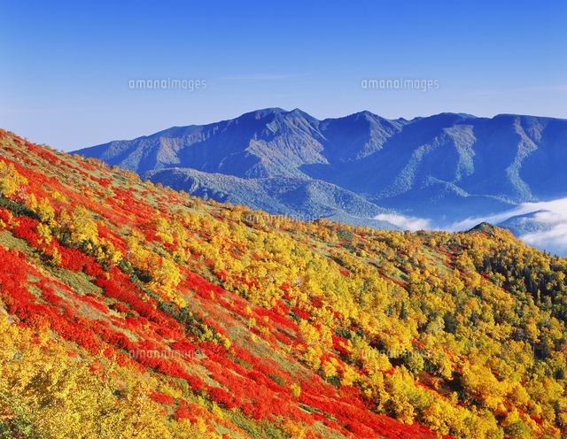 油絵「ニセイカウシュペ山」 油絵「ニセイカウシュペ山」 油絵「ニセイカウシュペ山」