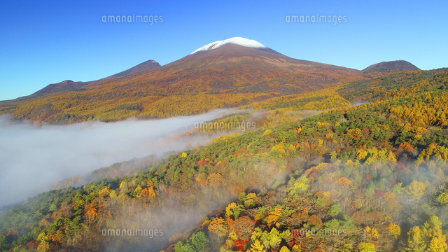 万山望付近から望む朝霧と紅葉の浅間山[10009055227]の写真・イラスト