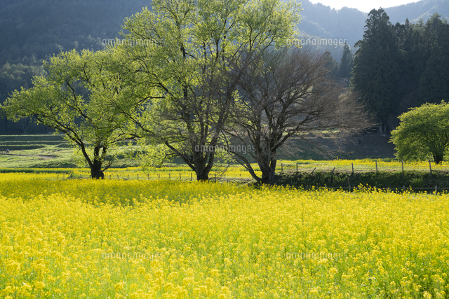 菜の花畑 の写真素材 イラスト素材 アマナイメージズ