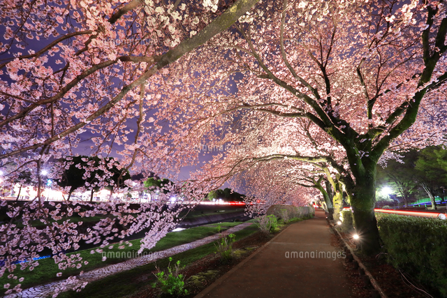 神奈川県 水無川の夜桜[10022002284]の写真・イラスト素材｜アマナ