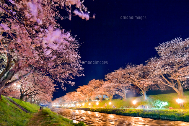 あさひ舟川「春の四重奏」桜並木のライトアップ[10023000090]の写真