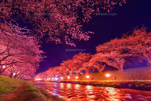 Cherryさま専用4月（原画）花がささやく春夜 ほか　6点おまとめ あさひ舟川「春の四重奏」桜並木のライトアップ[10023000091]の写真