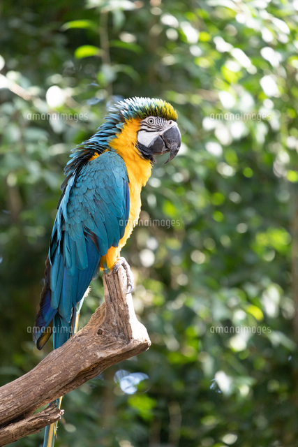 ルリコンゴウインコの横姿[10055000198]の写真・イラスト素材｜アマナ
