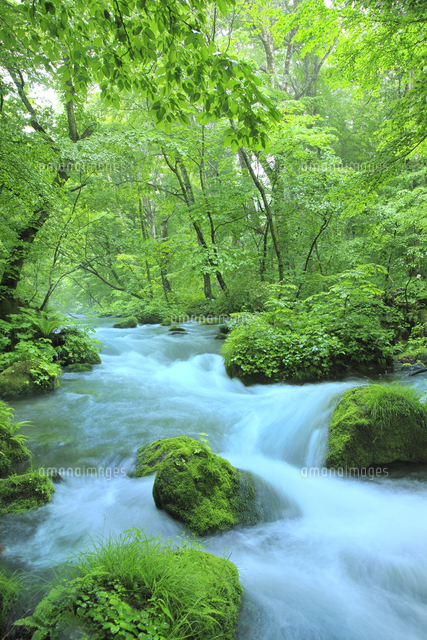 新緑の奥入瀬渓流と朝霧[10061002388]の写真・イラスト素材｜アマナ
