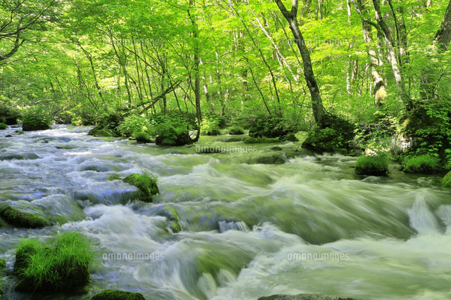 新緑の奥入瀬渓流に光芒[10061002275]の写真・イラスト素材｜アマナ