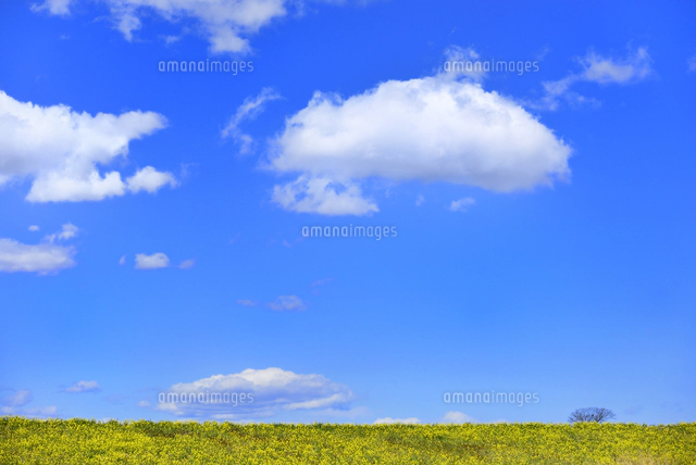 雲と青空に木々[10062001158]の写真・イラスト素材｜アマナイメージズ