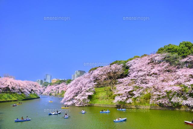 千鳥ヶ淵の桜[10062001994]の写真・イラスト素材｜アマナイメージズ