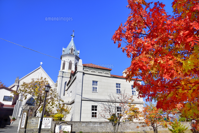 秋の函館 カトリック元町教会と街路樹ナナカマドの紅葉[10062002184]の