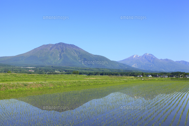 水田と北信五岳（黒姫山・妙高山）[10063000629]の写真・イラスト素材