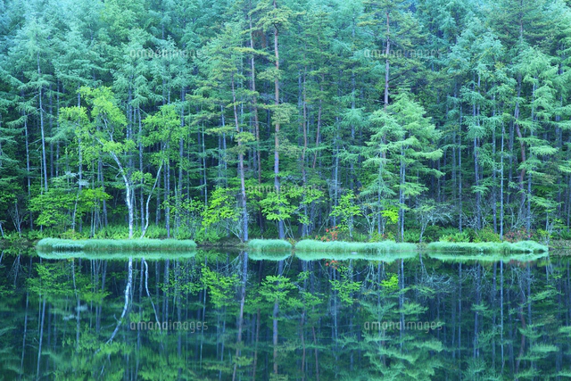 御射鹿池の新緑[10063000655]の写真・イラスト素材｜アマナ