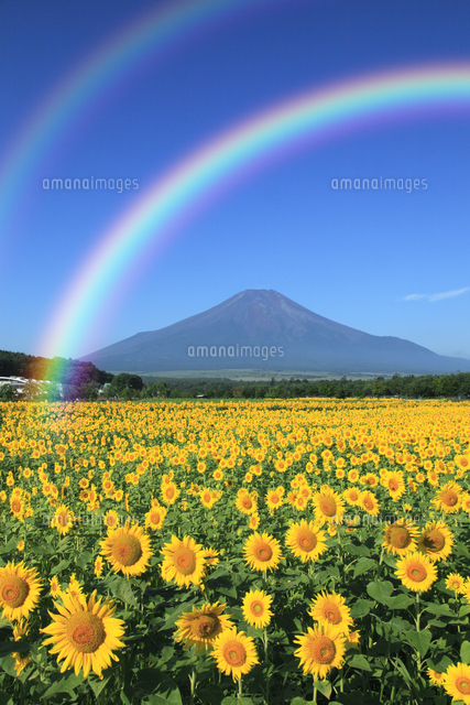 二重の虹架かる夏の富士山とヒマワリ畑[10066000637]の写真・イラスト