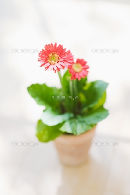 ガーベラの鉢植え の写真素材 イラスト素材 アマナイメージズ ガーベラの鉢植え の写真素材 イラスト素材 アマナイメージズ