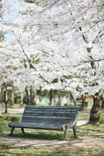 公園のベンチと桜[10112000750]の写真・イラスト素材｜アマナ