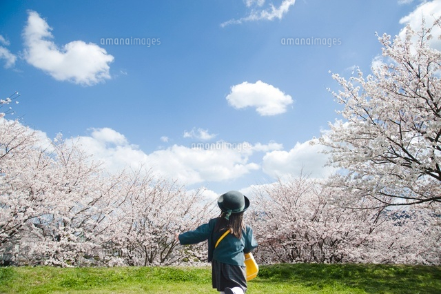満開の桜並木を走る幼稚園児[10112000819]の写真素材・イラスト素材｜アマナイメージズ