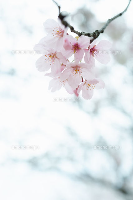 満開の桜の房 の写真素材 イラスト素材 アマナイメージズ