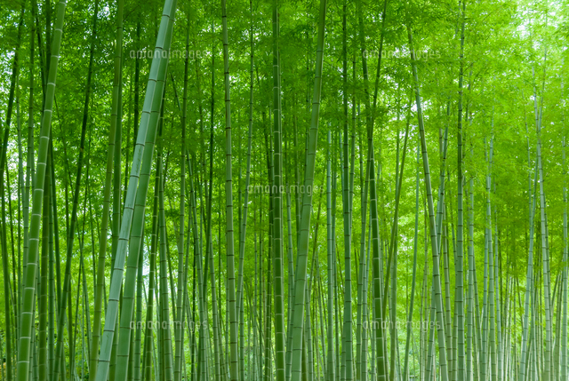 新緑の竹林 の写真素材 イラスト素材 アマナイメージズ