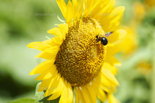 ヒマワリの花と蜂[10112003443]の写真・イラスト素材｜アマナイメージズ
