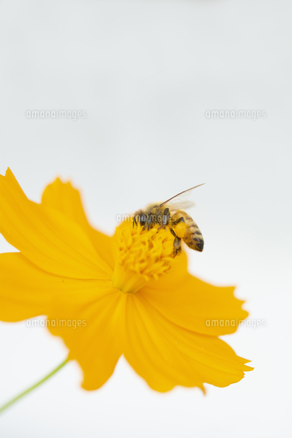 コスモスの花と蜂[10112003470]の写真・イラスト素材｜アマナイメージズ