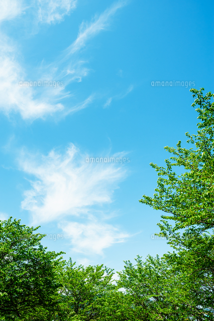 cdr現代的な風景画 青空と緑の木xy6 新緑の樹と青空と雲[10112003670]の写真・イラスト素材｜アマナイメージズ