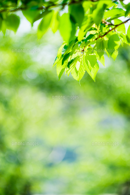 新緑の葉 の写真素材 イラスト素材 アマナイメージズ
