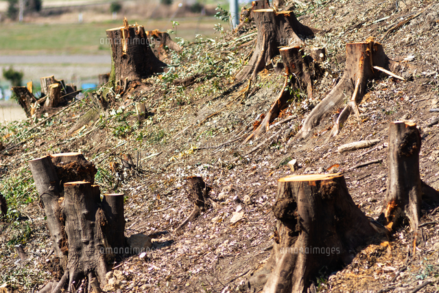 伐採した木の切り株 の写真素材 イラスト素材 アマナイメージズ