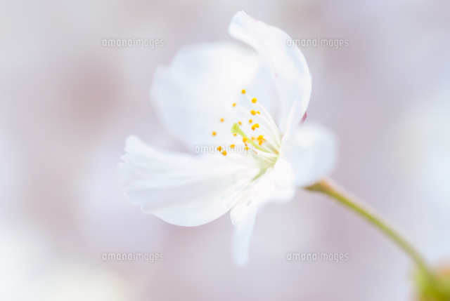 桜の花のアップ の写真素材 イラスト素材 アマナイメージズ