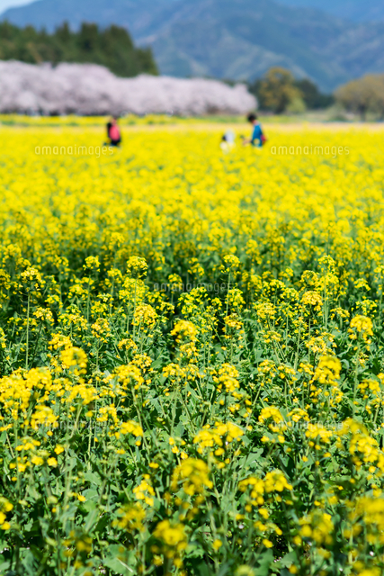 菜の花畑と桜並木 宮崎県西都原 の写真素材 イラスト素材 アマナイメージズ