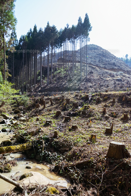 森林開発で木が伐採された山肌 の写真素材 イラスト素材 アマナイメージズ