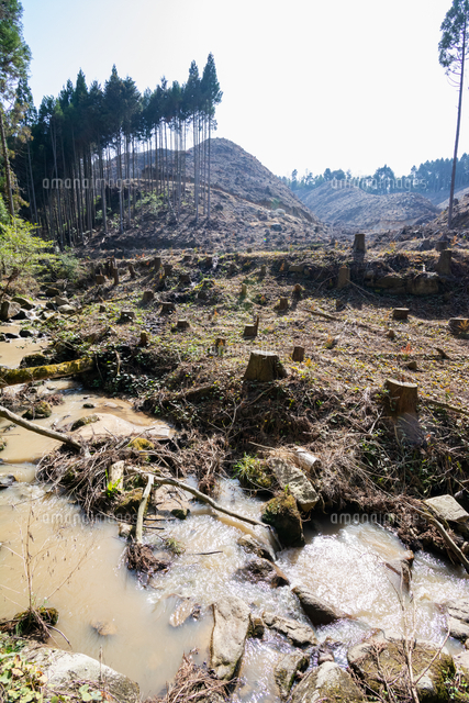 森林開発で木が伐採された山肌 の写真素材 イラスト素材 アマナイメージズ