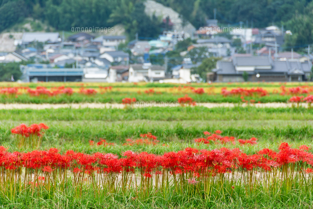 町並みと田んぼの土手に咲く彼岸花 の写真素材 イラスト素材 アマナイメージズ 町並みと田んぼの土手に咲く彼岸花 の写真素材 イラスト素材 アマナイメージズ