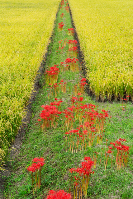 田んぼの土手に咲く彼岸花 の写真素材 イラスト素材 アマナイメージズ 田んぼの土手に咲く彼岸花 の写真素材 イラスト素材 アマナイメージズ