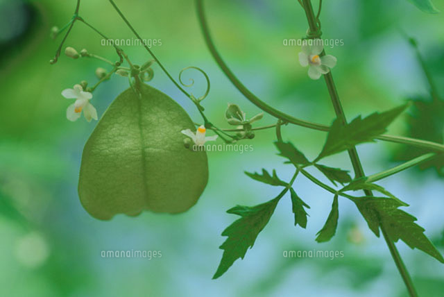 フウセンカズラ の写真素材 イラスト素材 アマナイメージズ