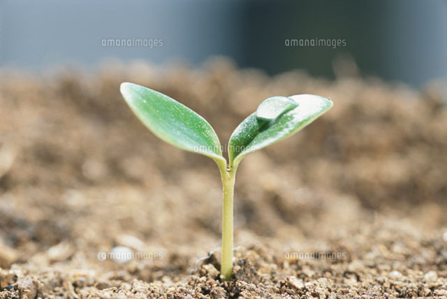 双葉の芽吹きと露[10120000162]の写真・イラスト素材｜アマナイメージズ 芽吹き