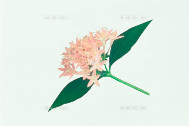 一輪のクリーム色のペンタス の写真素材 イラスト素材 アマナイメージズ