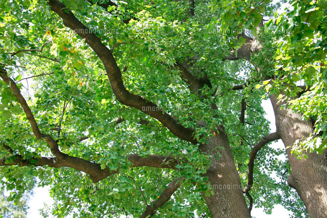 下から見上げた木 の写真素材 イラスト素材 アマナイメージズ
