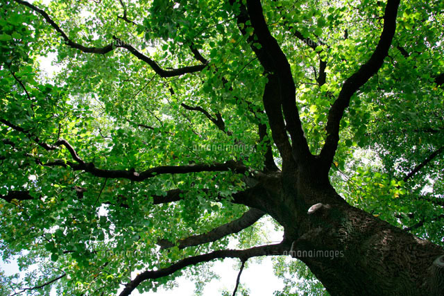 下から見上げた木 の写真素材 イラスト素材 アマナイメージズ