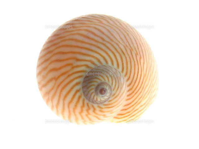 巻貝 の写真素材 イラスト素材 アマナイメージズ