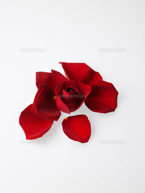 バラのはなびら の写真素材 イラスト素材 アマナイメージズ