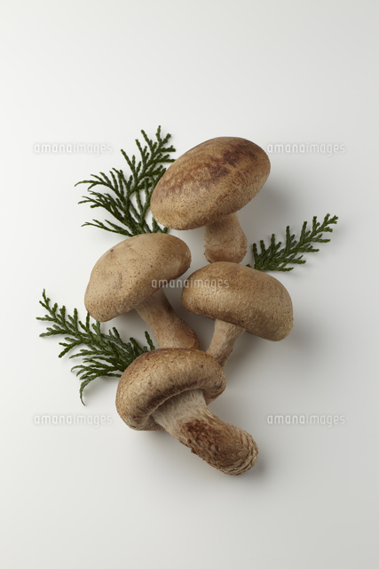 しいたけ の写真素材 イラスト素材 アマナイメージズ