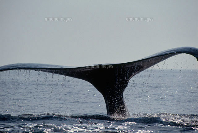 クジラ の しっぽ 木製オブジェ ホエールテール 25cm クジラの尻尾