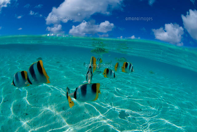 浅い海を泳ぐ魚 の写真素材 イラスト素材 アマナイメージズ 浅い海を泳ぐ魚 の写真素材 イラスト素材 アマナイメージズ