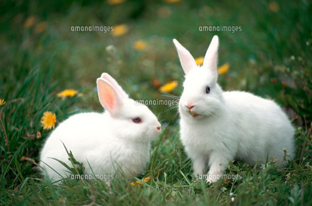 草むらの上の2匹のウサギ の写真素材 イラスト素材 アマナイメージズ