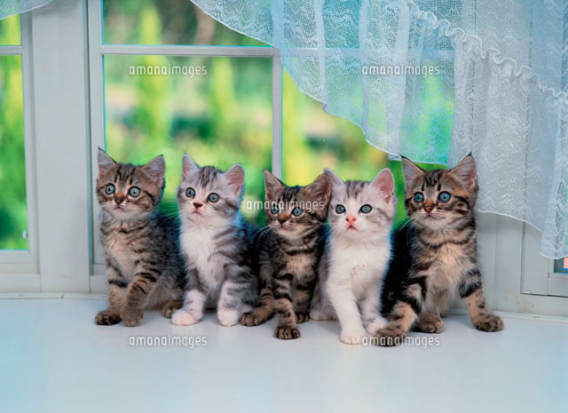 窓辺の5匹の子猫 の写真素材 イラスト素材 アマナイメージズ