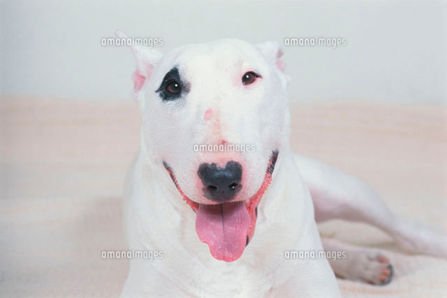 ブルテリア の写真素材 イラスト素材 アマナイメージズ