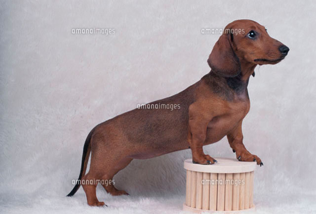 だっくす 横向きの犬（ミニチュアダックスフント）[10130000148]の写真