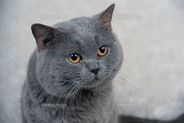 猫 ブリティッシュショートヘアー の写真素材 イラスト素材 アマナイメージズ