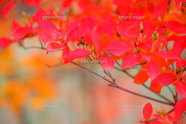 紅葉したハゼの葉 の写真素材 イラスト素材 アマナイメージズ
