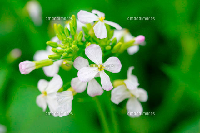大根の花 の写真素材 イラスト素材 アマナイメージズ